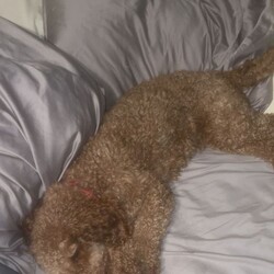 Beautiful Female Red Nose Poodle – Toffee – 13 Months Old/Miniature Poodle/Female/Sex: Female,It’s with a heavy heart that we are looking for a loving new home for our gorgeous girl, Toffee, due to health reasons.