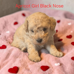 Miniture Poodle Puppies/Miniature Poodle/Female/Sex: Mixed Litter,We are pleased to introduce our Rosies puppies she has 7 Babies they are currently 4 weeks 1 day old and will not be able to leave untill 8 weeks old they will be microchipped flead and wormed. Prices are different for different colours 