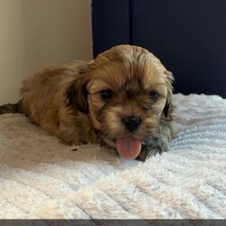 Shihpoo puppies /Shihpoo/Female/Sex: Mixed Litter,Loving puppies ready for a new adventure in a loving home. At current the are 5 weeks old and ready to leave around the 9th of May 2026. All fleeing and worming up to date. Eating and drinking well and gaining/ growing as they should. All using puppy pads independently now. The current home has both dogs and children meaning that they are handled daily and sociable. Dad is a very small pedigree imperial shihtzu and mother is a shihpoo. They are all very cute and lovable. Feel free to contact regarding enquiries. If no response feel free to message me and I will get back to you.