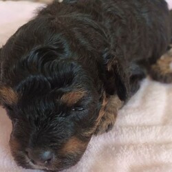 Extensively health tested F1b Cavapoo puppies /Cavapoo/Female/Sex: Mixed Litter,Peppa our beautiful F1b Cavapoo gave birth to 3 adorable puppies on 23rd of March 2 blk and tan girls and 1 chocolate boy . Mum is Merle F1b Cavapoo and Dad is Kc reg toy poodle dad is fully health tested and DNA tested. All are being raised in our family home so very hygienically clean. They will be extensively health checked this means they will have their own individual health certificate also 1st vaccination plus fully wormed and micro chipped before leaving for their new responsible family homes on the 18th of May. A non refundable deposit of £300 will secure the puppy of your choice please feel free to contact me for any further details. Personal viewings prered but not essential also face time. Thank you for taking the time to read my advert. 