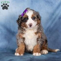 Taffy/Bernedoodle									Puppy/Female	/19 Weeks,Taffy is a delightful merle Bernedoodle girl with a playful sparkle and a heart full of love. Her coat showcases beautiful swirls of gray, black, and white, making her as eye-catching as she is sweet. Taffy has a cheerful, outgoing personality and loves engaging with people and exploring the world around her.