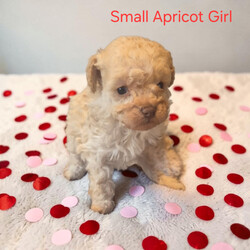 Miniture Poodle Puppies/Miniature Poodle/Female/Sex: Mixed Litter,We are pleased to introduce our Rosies puppies she has 7 Babies they are currently 4 weeks 1 day old and will not be able to leave untill 8 weeks old they will be microchipped flead and wormed. Prices are different for different colours 