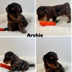 Exceptional F1BB Cockapoo Puppies/Cockapoo/Female/Sex: Mixed Litter,Our beautiful litter of 7 F1BB Cockapoo puppies are now ready to be reserved and we are starting to look for their perfect forever homes   