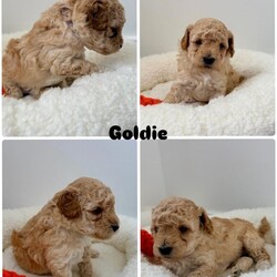 Exceptional F1BB Cockapoo Puppies/Cockapoo/Female/Sex: Mixed Litter,Our beautiful litter of 7 F1BB Cockapoo puppies are now ready to be reserved and we are starting to look for their perfect forever homes   