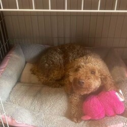 Beautiful Female Red Nose Poodle – Toffee – 13 Months Old/Miniature Poodle/Female/Sex: Female,It’s with a heavy heart that we are looking for a loving new home for our gorgeous girl, Toffee, due to health reasons.