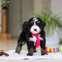 Chico/Mini Bernedoodle									Puppy/Male	/7 Weeks,Meet Chico! A sweet Mini multigen Bernedoodle! Full of energy, curiosity, and unconditional love, he’s always ready to explore, chase toys, and discover something new. When the day winds down, he’s happiest curled up close, soaking in every cuddle with his gentle, affectionate nature. With his adorable looks and loving temperament, he’s the perfect mix of playful and calm—ready to become someone’s very best friend.