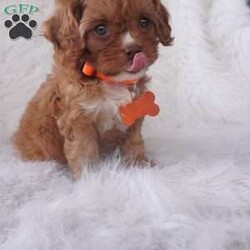 Jasmine/Cavapoo									Puppy/Female	/9 Weeks,our cavapoo’s are well loved and socialized Daily -Full grown we guess them to be 12-15lbs .They have been health checked by the vet , and up to date on all de-wormers -and vaccines you will get a copy of these records.