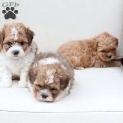Maple/Shih-Poo									Puppy/Female	/March 15th, 2026,Maple is 1 of 2 in her litter , she has an approximate adult weight of 12 to 20 pounds . 