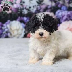 Rita/Miniature Poodle									Puppy/Female	/10 Weeks,Meet Rita, a sweet Mini Poodle puppy ready to find his forever home! She has been vet checked, is up to date on all her shots, and is off to a healthy start. Rita has a gentle, loving personality and enjoys both playtime and cuddles. She’s the perfect little companion to bring joy and warmth into your home. Don’t miss the chance to make this adorable girl part of your family! His mom, Patches (a Mini Poodle, 13 lbs), and dad, All Star (a Mini Poodle, 14 lbs), both have gentle, friendly personalities. Rita is ready to fill your home with love, cuddles, and happy moments.