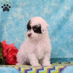 Chipmunk/Toy Poodle									Puppy/Male	/13 Weeks,These lovely chocolate poodle puppies are a precious find. Both mom and dad carry the non-fading genes, so they will keep their pretty color. The puppies are well socialized, bursting with love and joy for you! Their mom Angel, weighs in at 10 lbs. She is so sweet, and loving, and very calm for a poodle. Their dad, Fudge weighs in at 7 lbs. He is so adorable, always watchful, and ready and waiting for playtime. The puppies are up to date on their vaccinations and dewormings, and have been vet checked. Feel free to call with questions, or to set up a time to come visit them. Thanks,