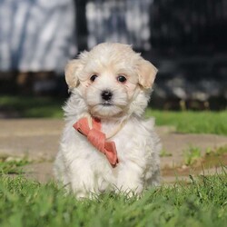 Elliot/Maltipoo									Puppy/Male	/7 Weeks,Hi, I’m Elliot! I’m an adorable Maltipoo puppy with a soft, fluffy coat and a sweet, loving personality. I’m the perfect mix of playful and cuddly—always ready for a game or just as happy to curl up in your lap for some quiet time. I’m curious about the world around me and love exploring, but I also thrive on attention and being close to my people. 