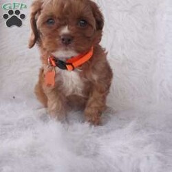 Jasmine/Cavapoo									Puppy/Female	/9 Weeks,our cavapoo’s are well loved and socialized Daily -Full grown we guess them to be 12-15lbs .They have been health checked by the vet , and up to date on all de-wormers -and vaccines you will get a copy of these records.