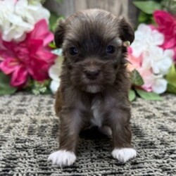 Adopt a dog:Flicka/Havanese/Female/April 4, 2026,Hi, I'm Flicka! I'm a 4-week-old female Havanese with a beautiful chocolate sable coat, born on April 4. I'll be ready to go home to my forever family after June 6, once I'm grown enough to leave my litter. When I reach my adult size, I should weigh between 7–12 lbs. I'm AKC registered. I'm a cuddle expert and a professional tail-wagger.