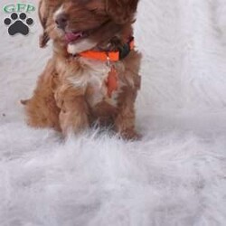 Jasmine/Cavapoo									Puppy/Female	/9 Weeks,our cavapoo’s are well loved and socialized Daily -Full grown we guess them to be 12-15lbs .They have been health checked by the vet , and up to date on all de-wormers -and vaccines you will get a copy of these records.