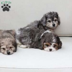 Minni/Dachshund Mix									Puppy/Female	/March 11th, 2026,Minni is one of two in her litter , her approximate adult weight is 9 to 12 pounds . 