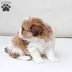 Maple/Shih-Poo									Puppy/Female	/March 15th, 2026,Maple is 1 of 2 in her litter , she has an approximate adult weight of 12 to 20 pounds . 
