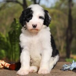 Bear/Sheepadoodle/Female/March 20, 2026