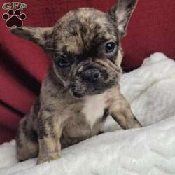 Lulu/French Bulldog Mix									Puppy/Female	/7 Weeks,Lulu is a very sweet and friendly puppy.  She is more laid back then her sister, but well socialized  with children. She is a mix of 1/4 pug and 3/4 French Bulldog,with wrinkles and  an estimated  adult weight of 25 #.To make her your very own puppy  to cuddle and love please contact  us for more info. (She can be delivered  via ground transport  to your doorstep  for an additional  fee)