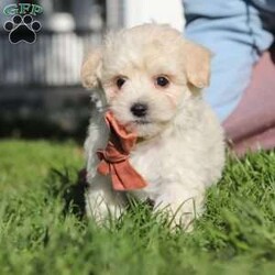 Elliot/Maltipoo									Puppy/Male	/7 Weeks,Hi, I’m Elliot! I’m an adorable Maltipoo puppy with a soft, fluffy coat and a sweet, loving personality. I’m the perfect mix of playful and cuddly—always ready for a game or just as happy to curl up in your lap for some quiet time. I’m curious about the world around me and love exploring, but I also thrive on attention and being close to my people. 