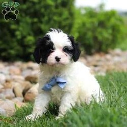 Jackson/Cavapoo									Puppy/Male	/8 Weeks,Meet Jackson, an adorable F1 Cavapoo puppy with a soft, fluffy coat and a friendly, people-loving personality. He enjoys playtime, exploring his surroundings, and staying close to his family. He has a wonderful balance of energy and calmness—always ready for fun but just as happy to settle down for some quiet cuddle time.