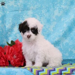 Chipmunk/Toy Poodle									Puppy/Male	/13 Weeks