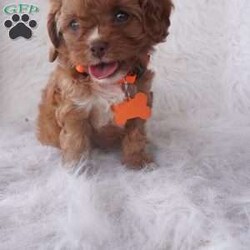 Jasmine/Cavapoo									Puppy/Female	/9 Weeks,our cavapoo’s are well loved and socialized Daily -Full grown we guess them to be 12-15lbs .They have been health checked by the vet , and up to date on all de-wormers -and vaccines you will get a copy of these records.