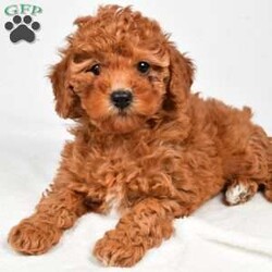 Bella/Miniature Poodle									Puppy/Female	/9 Weeks,Meet Bella, she will melt your heart with her cuteness, super sweet loving temperament and personality. 