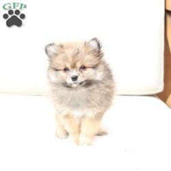 Poppy/Pomeranian									Puppy/Female	/February 19th, 2026,Poppy is 1 of 4 in her litter , she is second smallest swing just over a pound at six weeks . 