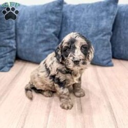Stormy/Mini Goldendoodle									Puppy/Male	/9 Weeks,Meet Stormy! This sweet and adorable Mini Goldendoodle is looking for a forever family!