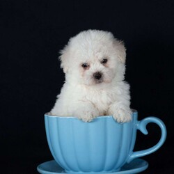 Titan (Mini)/Bichon Frise									Puppy/Male	/6 Weeks