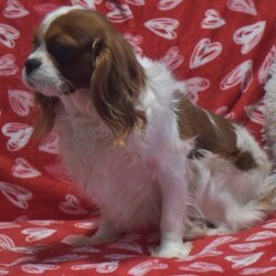 Alex/Cavachon									Puppy/Male	/10 Weeks,Alex is a sweet little puppy. That’s very active playful and loves to play with my two daughters. He has been raised from sound parents.