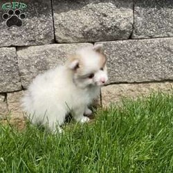 Winnie/Pomeranian									Puppy/Female	/March 10th, 2026,Hi, look at me, I’m a beautiful, and cuddly AKC Pomeranian puppy. I’m healthy, happy, and playful! I love playing with my siblings and with children! I’m vaccinated, dewormed, and microchipped. For more information or to schedule a visit to see me, call or text Neva, Monday through Saturday. All Sunday calls will be returned Monday.