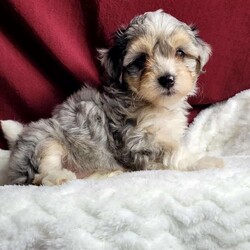 Rufus/Maltipoo									Puppy/Male	/8 Weeks,Rufus is a very sweet and well socialized puppy. He loves to play with children. His mom is a 6-lb Maltese and dad is an 8 lb poodle, He is an F1 maltipoo pup, and can be delivered to your doorstep for an additional charge. Please contact us to make sweet Rufus your very own puppy!
