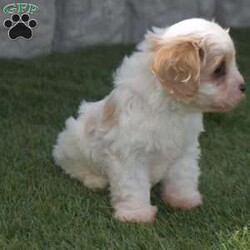 Alex/Cavachon									Puppy/Male	/10 Weeks,Alex is a sweet little puppy. That’s very active playful and loves to play with my two daughters. He has been raised from sound parents.