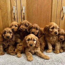 Cockapoo Puppies Fully Vaccinated, Ready Now/Cockapoo/Female/Sex: Mixed Litter,We have beautiful F1 Cockapoo puppies available. Father is a health tested Red miniature poodle, paper work can be seen when viewing the puppies.