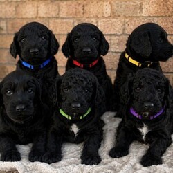 6 miniature cockapoo puppies /Cockapoo/Female/Sex: Mixed Litter,F2 Cockapoo Puppies - Premium Puppy Pack included.                                                             