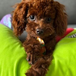 Adopt a dog:Asian Toy Poodle/Toy Poodle/Female/Sex: Male,Selling our lovely health tested boy. Both parents are Asian Toy Poodles. Very small boy, smaller than regular Toy Poodles.