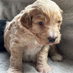 Adopt a dog:F1B Toy Cockapoos  Hypoallergenic Health tested/Cockapoo/Female/Sex: Mixed Litter,Puppies available for reservation! READY TO LEAVE 19th June! Wievings available!