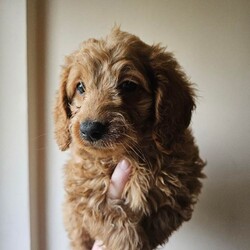 Adopt a dog:beautiful cockapoos/Cockapoo/Female/Sex: Mixed Litter,Here we have a beautiful litter of 9 cockapoos. Mom is a lovely pet we have had since 8 weeks old. And dad is a minature red poodle we used as a stud. Both parents have been health tested and are clear of everything.