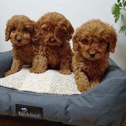 Adopt a dog:Cockapoo puppies/Cockapoo/Female/Sex: Mixed Litter,Beautiful cockapoo puppies male and female available. Received first vaccination and full heath check.