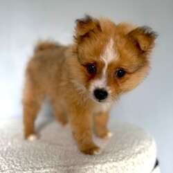 10 weeks old male Pomeranian puppy £900/Pomeranian/Female/Sex: Male, Adorable Pomeranian Puppy Ready for His Forever Home 1 Left   