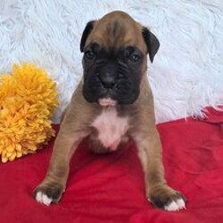 Ray/Boxer/Female/April 4, 2026