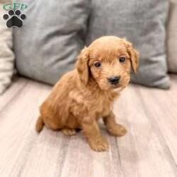 Chief/Mini Goldendoodle									Puppy/Male	/7 Weeks,Meet Chief! This sweet and adorable Mini Goldendoodle is looking for a forever family!