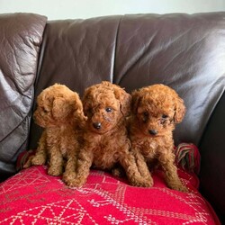 Adopt a dog:Toy poodle/Poodle/Female/Sex: Mixed Litter,Toy poodle.dad is a very tiny toy kc reg poodle and mum is a toy as well.they are defleat,will be vaccinated and microchiped.thank you.