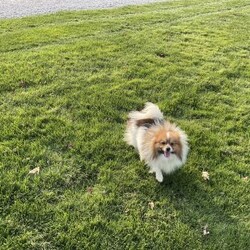 Winnie/Pomeranian									Puppy/Female	/March 10th, 2026,Hi, look at me, I’m a beautiful, and cuddly AKC Pomeranian puppy. I’m healthy, happy, and playful! I love playing with my siblings and with children! I’m vaccinated, dewormed, and microchipped. For more information or to schedule a visit to see me, call or text Neva, Monday through Saturday. All Sunday calls will be returned Monday.