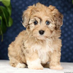 Ivy/Havapoo									Puppy/Female	/8 Weeks,“Love has four paws and a wagging tail – Find it in a Havapoo today!” I am a Havapoo puppy! My Mom is Melissa a Havanese and my Dad is Jimbo a 12lb AKC Mini Poodle. I was born on March 23rd and I will be ready for my forever home on May 18th! I have been family raised on a farm in the country around children. I have had my shots and de-wormers. I have been checked by a veterinarian. I am micro-chipped. For more information or to schedule a visit with me, please contact Henry Monday through Saturday. All Sunday calls will be returned on Monday.