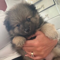 Pomeranian pups ready now /Pomeranian/Female/Sex: Mixed Litter,Beautiful litter of Pomeranian pups ready now, no time wasters, serious buyers only 