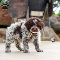 Bluey/Lagotto Romagnolo									Puppy/Male	/9 Weeks,Meet me, Bluey! I’m a very cute AKC Lagotto puppy with a fluffy, curly coat and a fun-loving personality that keeps everyone smiling. I love exploring new things, playing with my toys, and following my favorite people wherever they go. I’m curious, affectionate, and always ready for cuddle time after a day of adventures. With my sweet nature and adorable face, I’m sure to bring lots of joy, laughter, and love to my forever family!