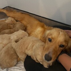 Cockapoo puppies/Cockapoo/Female/Sex: Mixed Litter,Here we have our Millie’s 6 beautiful baby’s looking for there forever future 