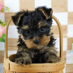 Samson/Yorkie									Puppy/Male	/7 Weeks